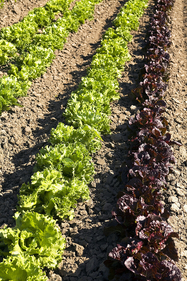 Richmond, Illinois, rows of lettuce in field of organic farm, red leaf and green leaf lettuce