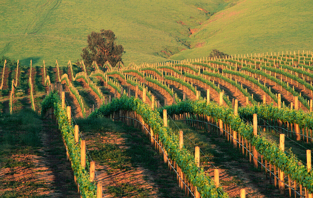 Vineyard at sunset. Napa Valley, California. USA.