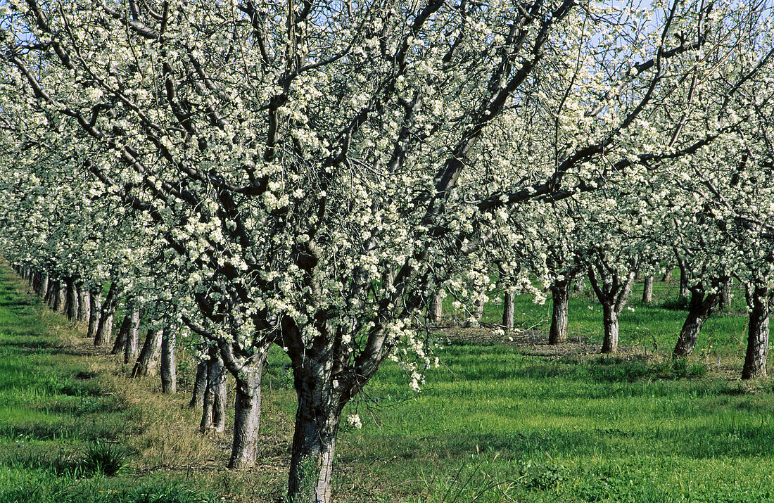 Prune orchard, spring bloom. Yolo County, California. USA.