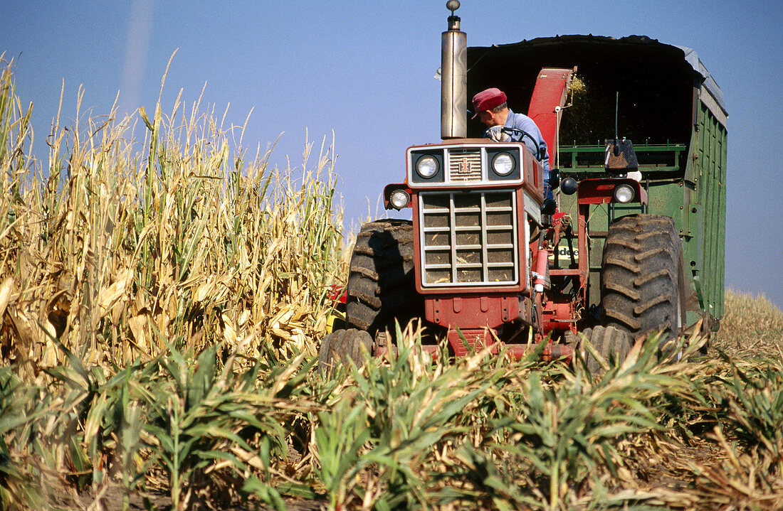 Harvesting corn and milo. Jefferson County, Nebraska. USA.