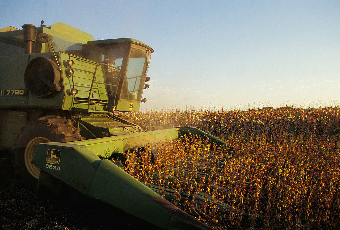 Harvesting milo. Nebraska. USA.