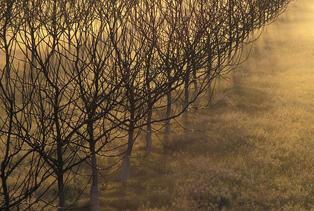 Leafless orchard, mist, dawn color. Sutter County. California. Central Valley. USA.