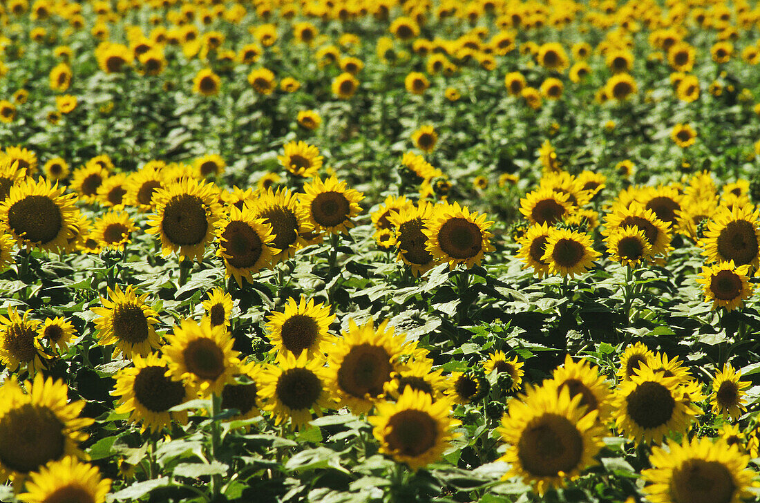Sunflower field. Sunflower detail. Sutter County, California. Central Valley. USA.
