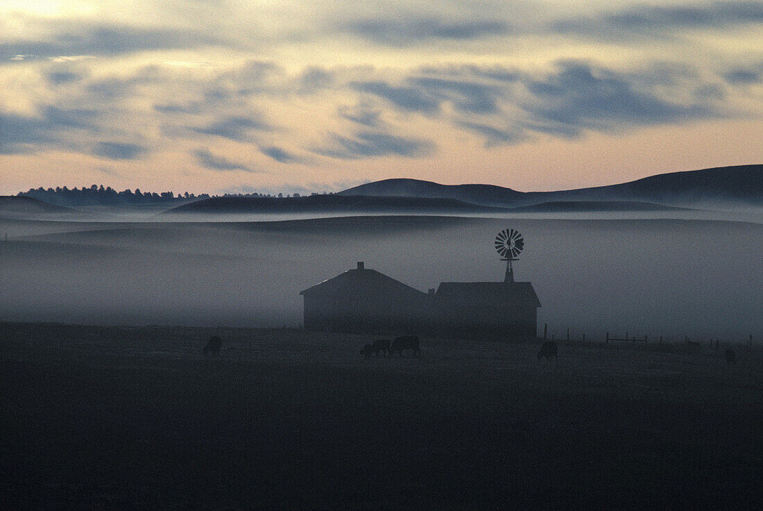 Barn and cows, foggy morning. Wyoming. USA.