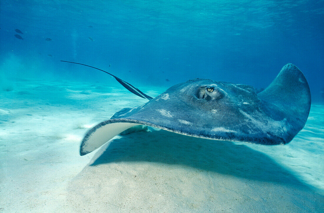 Southern Stingray (Dasyatis americana). Cayman Islands. Caribbean. UK