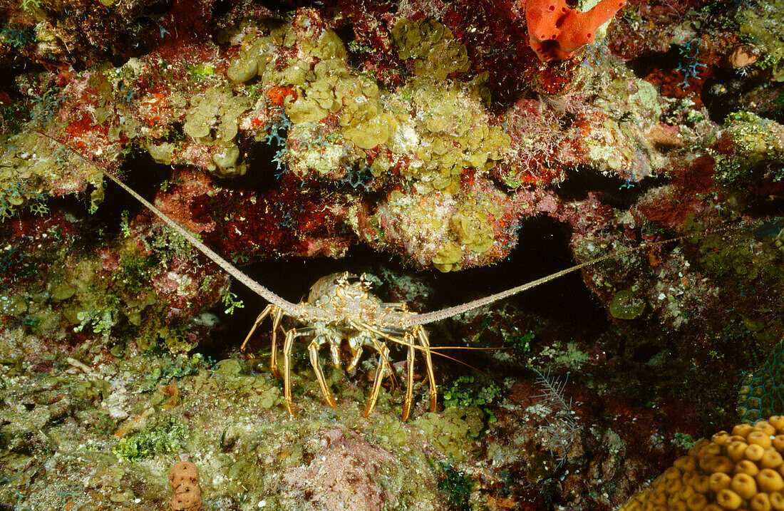 Caribbean spiny lobster. (Panulirus argus). Grand Cayman. Cayman Islands. Caribbean