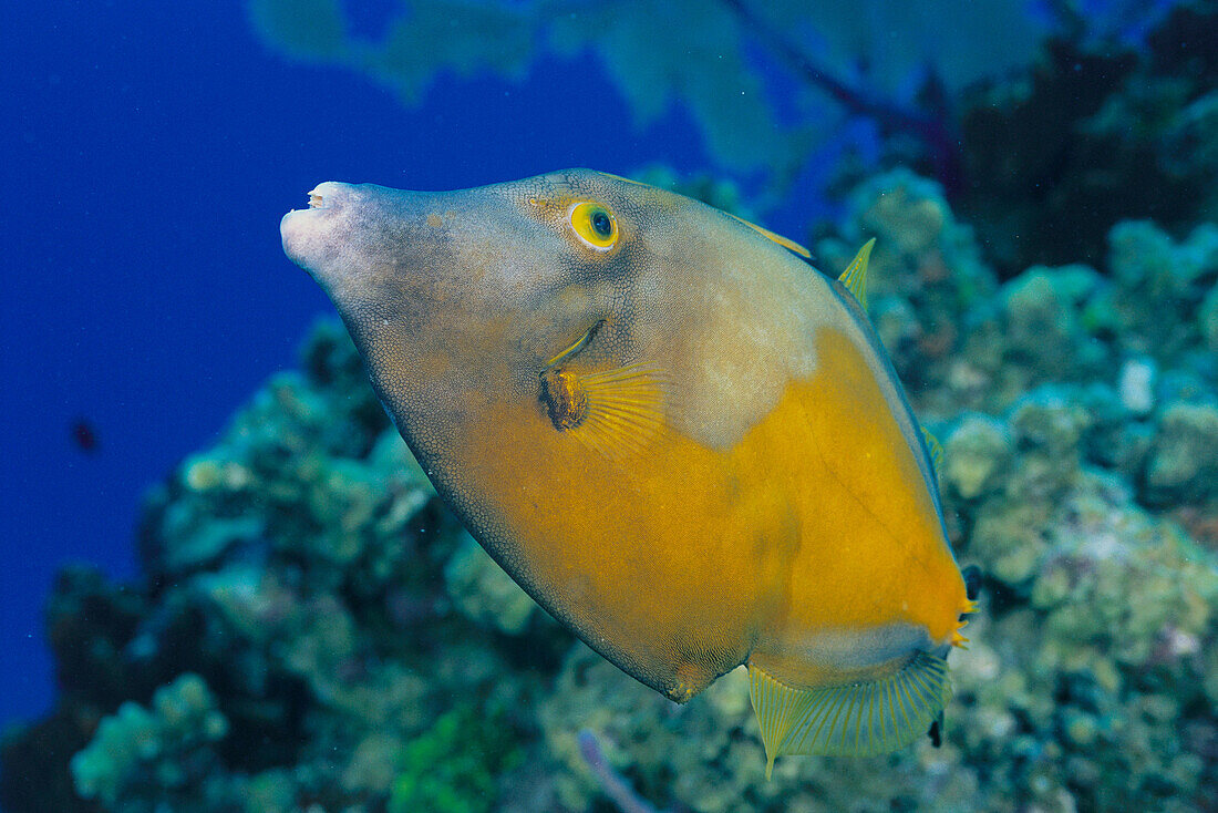 Whitespotted Filefish (Cantherhines macrocerus). Cayman Islands