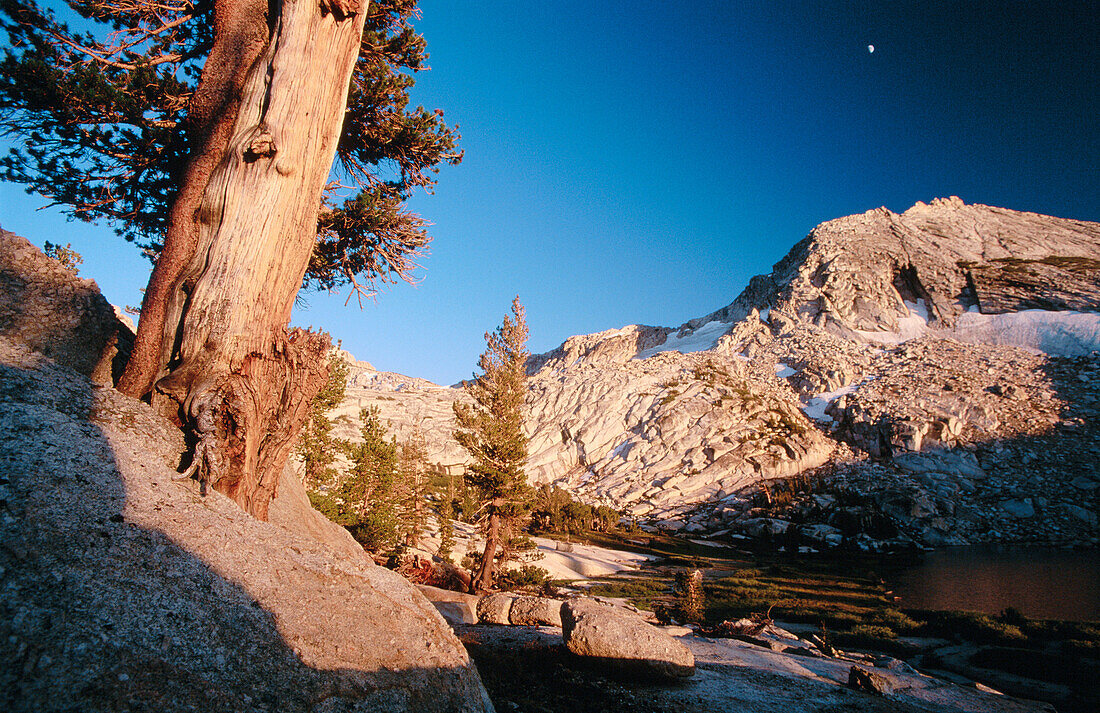 Yosemite National Park, Sequoia tree in foreground. California. USA