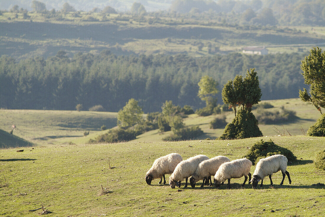  Agriculture, Animal, Animals, Basque Country, Color, Colour, Country, Countryside, Daytime, Europe, Euskadi, Euskal Herria, Exterior, Farm animals, Farming, Grassland, Grasslands, Graze, Grazing, Herbivore, Herbivores, Herbivorous, Livestock, Mammal, Mam