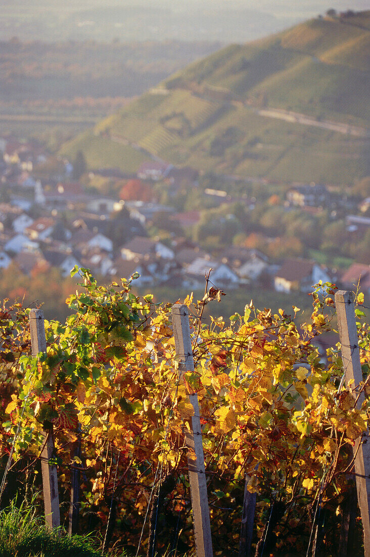 Weinberg im Herbst bei Durbach, Baden-Württemberg, Deutschland