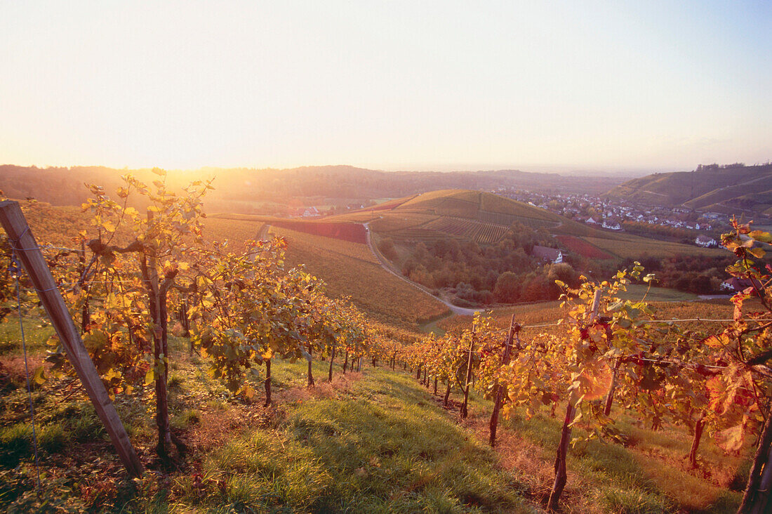 Vineyard in autumn near Durbach, Baden-Wurttemberg, Germany