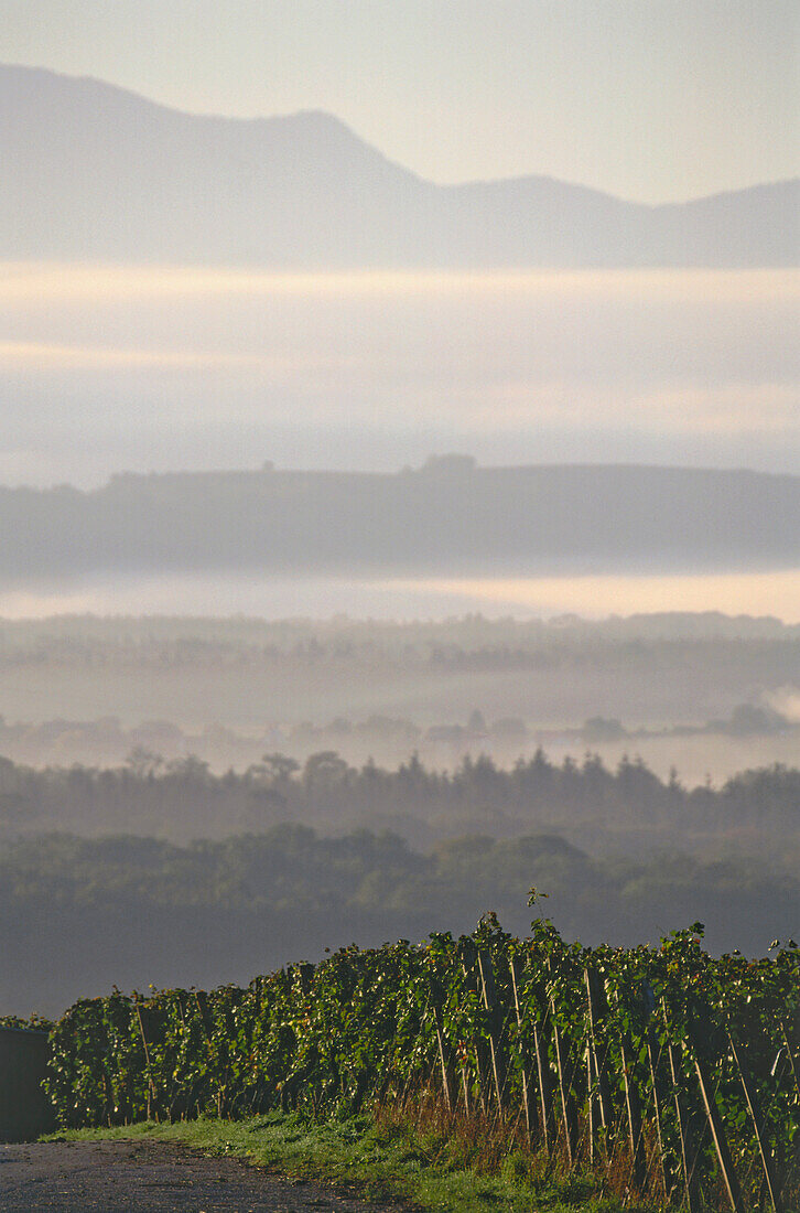 Vineyard in sunrise near Ihringen, Baden-Wurttemberg, Germany