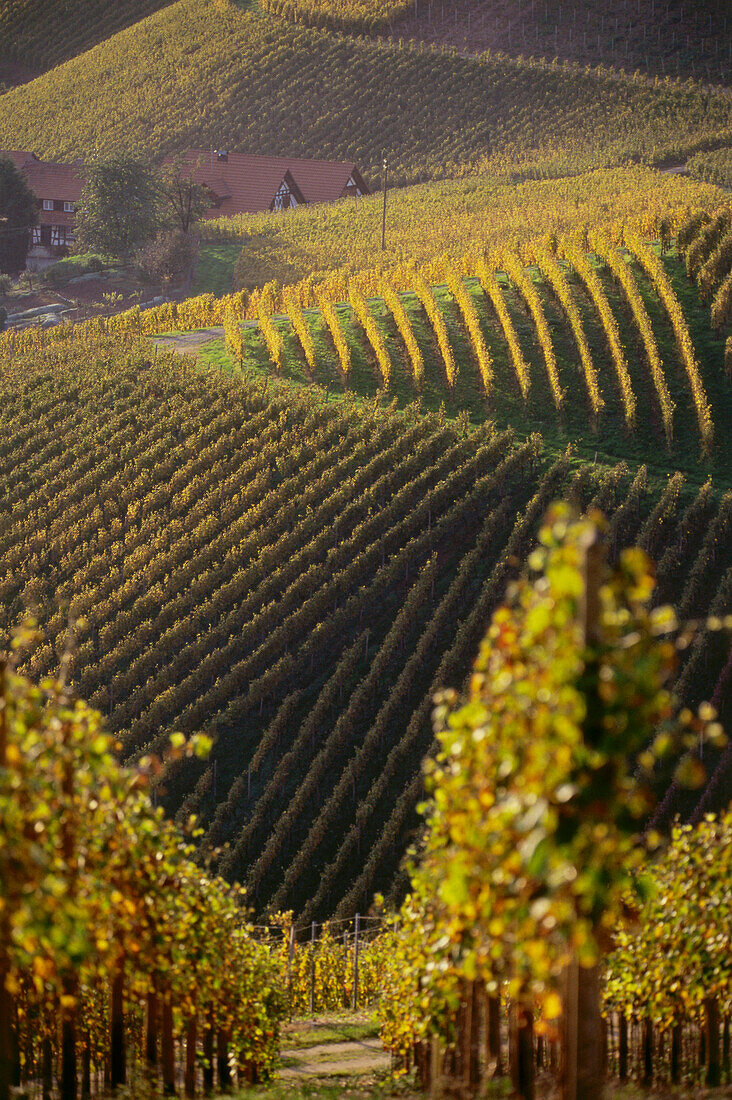 Weinberg Durbacher Plauelrain, Durbach, Baden-Württemberg, Deutschland