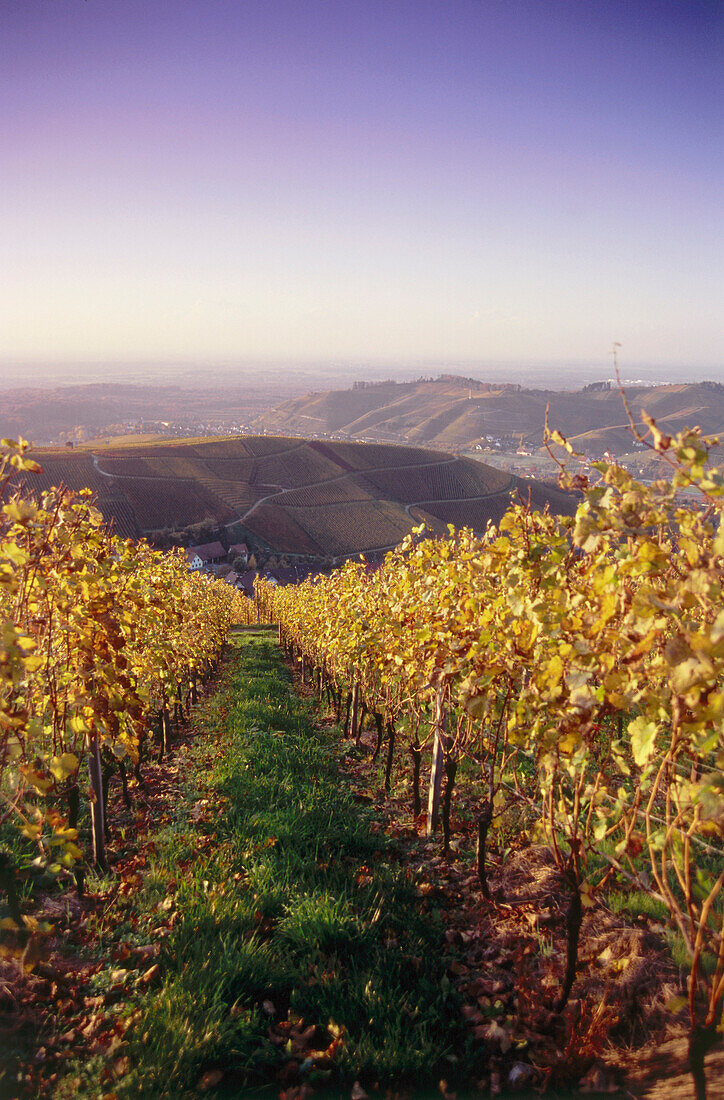 Weinberg im Herbst bei Durbach, Baden-Württemberg, Deutschland