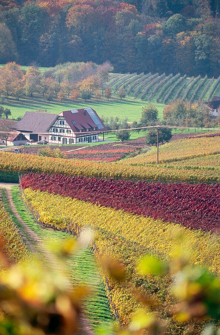 Vineyard in autumn near Durbach, Baden-Württemberg, Germany