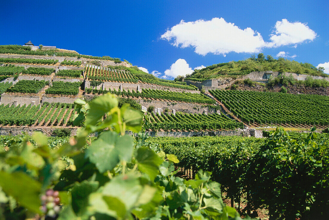 Weinberg Ihringer Winklerberg, Ihringen, Baden-Württemberg, Deutschland