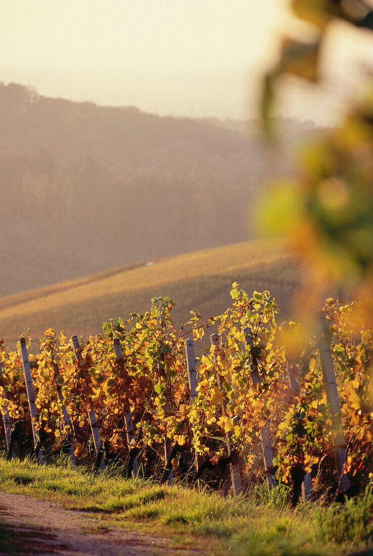 Weinberg im Herbst bei Durbach, Baden-Württemberg, Deutschland