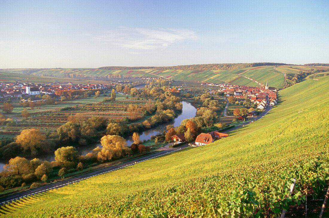 Vineyard Escherndorfer Lump, Escherndorf, Franconia, Bavaria, Germany