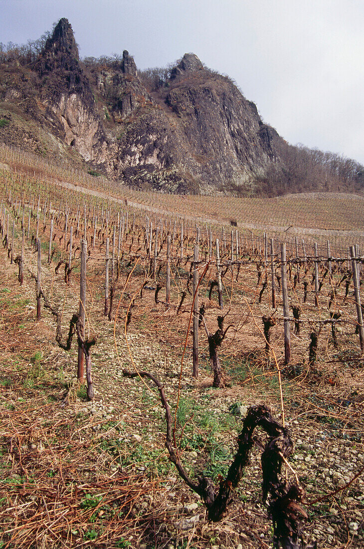 Vineyard Drachenfels, Konigswinter, North Rhine-Westphalia, Germany