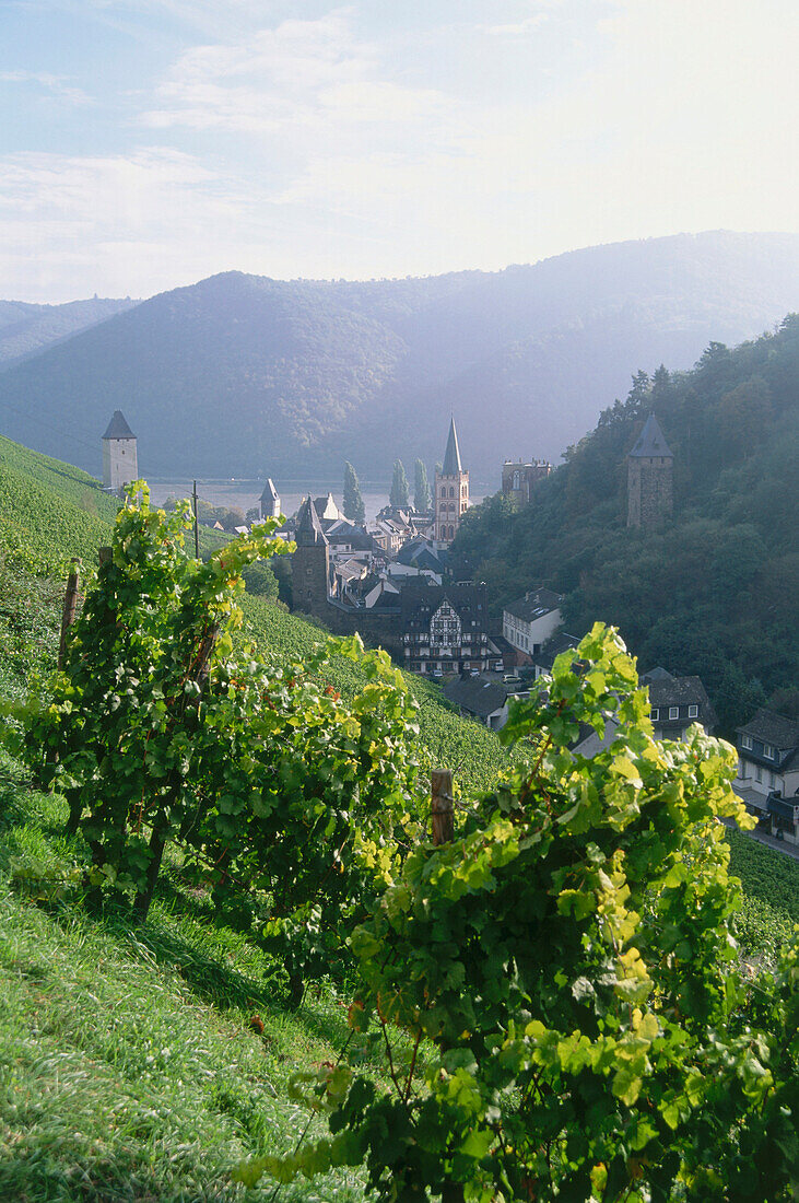 Vineyard Bacharacher Wolpshohle, Bacharach, Rhineland-Palatinate, Germany