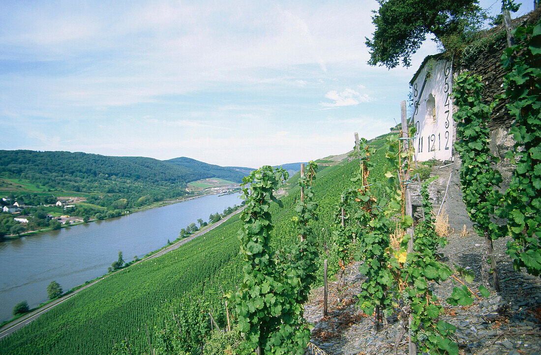 Vineyard Wehlener Sonnenuhr, Wehlen, Bernkastel-Kues, Rhineland-Palatinate, Germany
