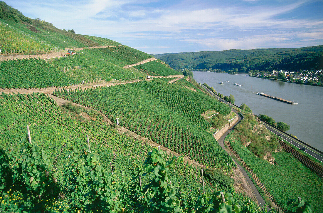 Blick über einen Weinberg auf den Rhein, Boppard, Rheinland-Pfalz, Deutschland