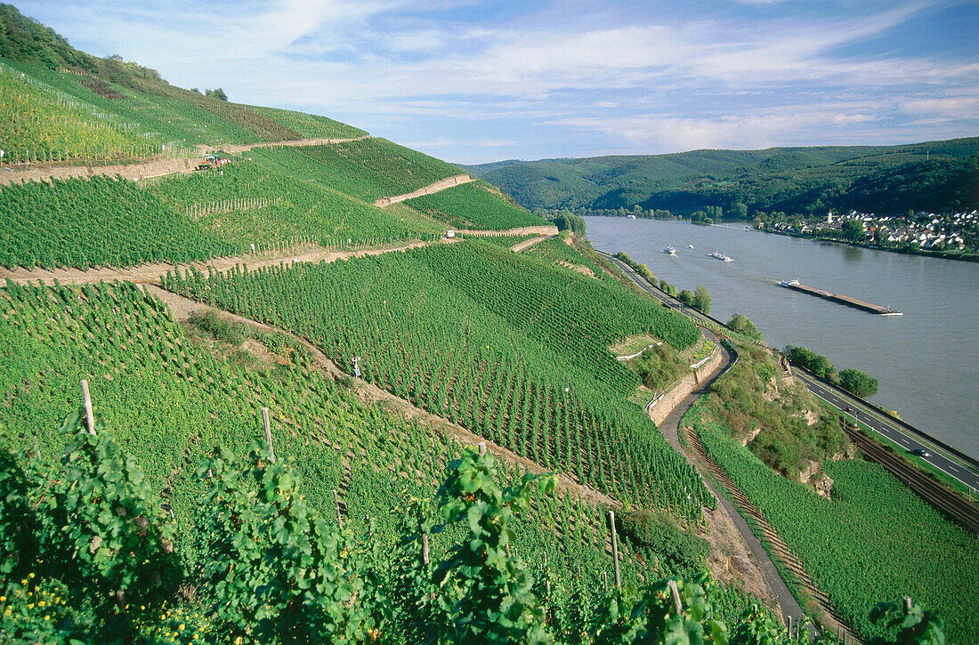 View over a vineyard to river Rhine, Boppard, Rhineland-Palatinate, Germany