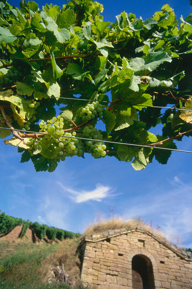 Typical winery house near Hohnstedt, Saale-Unstrut, Saxony-Anhalt, Germany