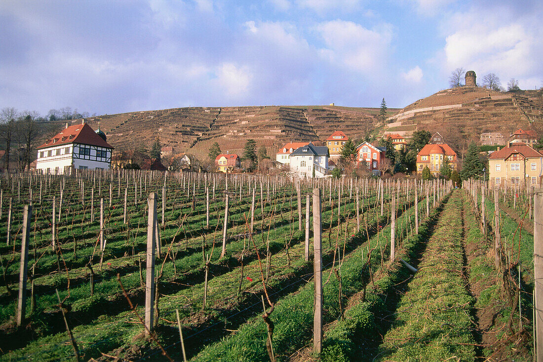 Vineyard Goldener Wagen with Bismarck Tower, Radebeul, Saxony, Germany