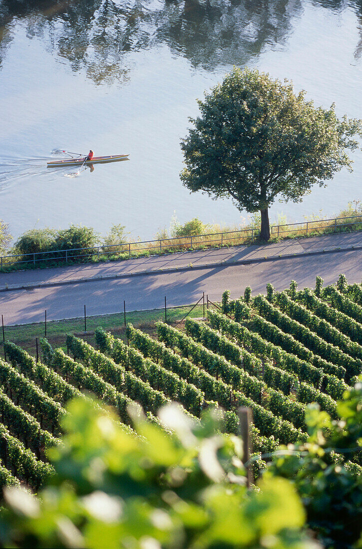 View from vineyard Cannstatter Zuckerle to river Neckar, Bad Cannstatt, Stuttgart, Baden-Wurttemberg, Germany