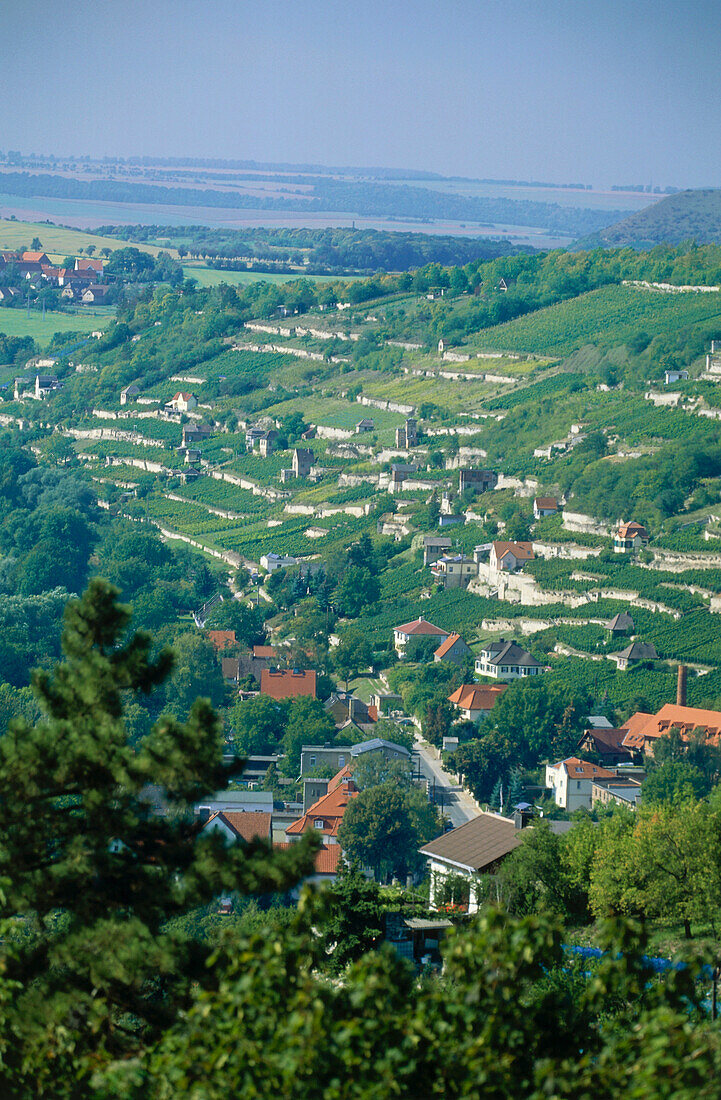 Blick auf Freyburg mit Weinbergen, Freyburg, Sachsen-Anhalt, Deutschland