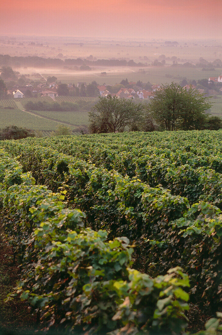 Vineyards near Forst, Palatinate, Rhineland-Palatinate, Germany
