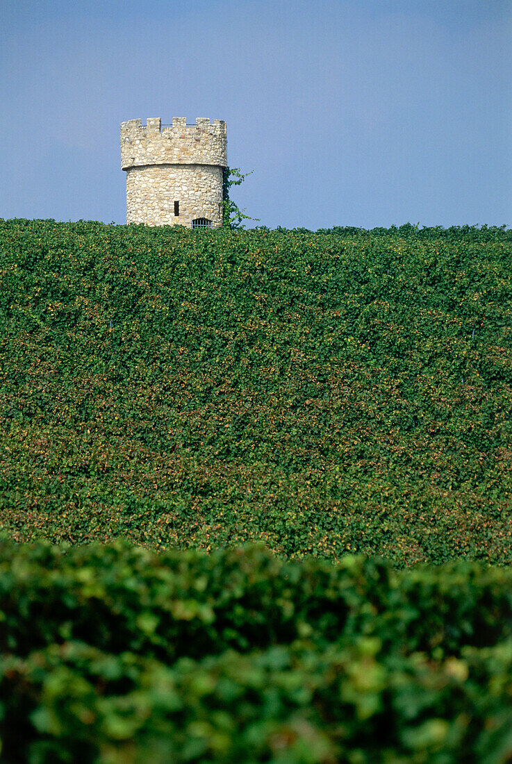 Weinberg Dalsheimer Hubacker mit Turm der Fleckenmauer im Hintergrund, Flörsheim-Dalsheim, Rheinhessen, Rheinland-Pfalz, Deutschland