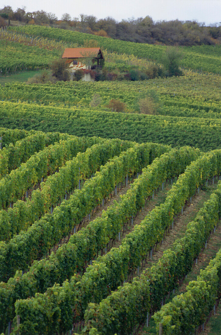 Weinberg Westhofener Kirchspiel, Westhofen, Rheinhessen, Deutschland