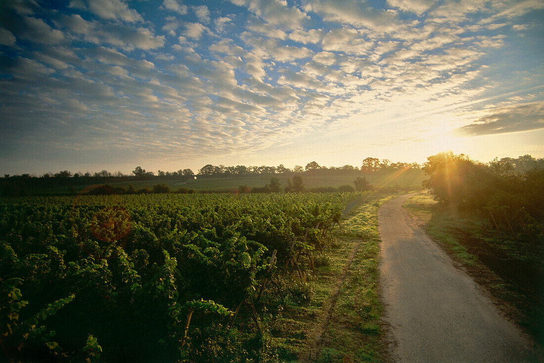 Weinberge bei Forst, Pfalz, Rheinland-Pfalz, Deutschland