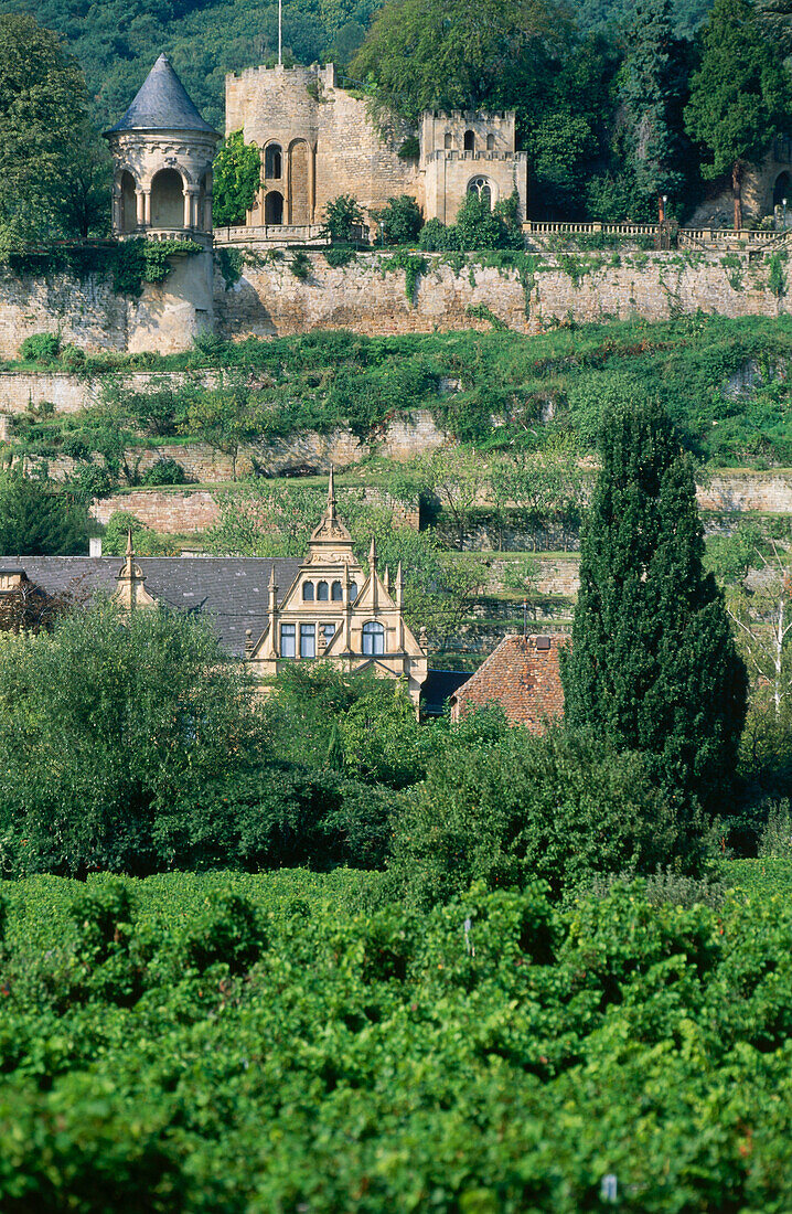 Blick auf Burgruine Winzingen, Haardt, Neustadt an der Weinstraße, Rheinland Pfalz, Deutschland