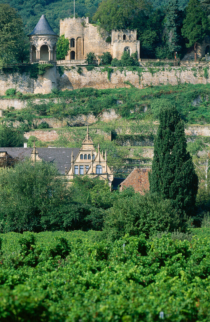 View to castle ruin Winzingen, Haardt, Neustadt, Rhineland-Palatinate, Germany