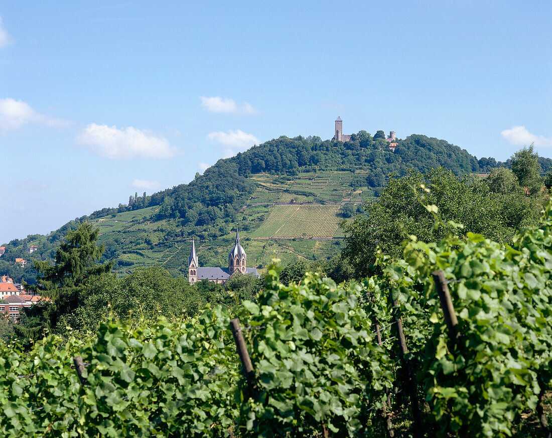 View over vineyard to castle Starkenburg, Heppenheim, Hesse, Germany
