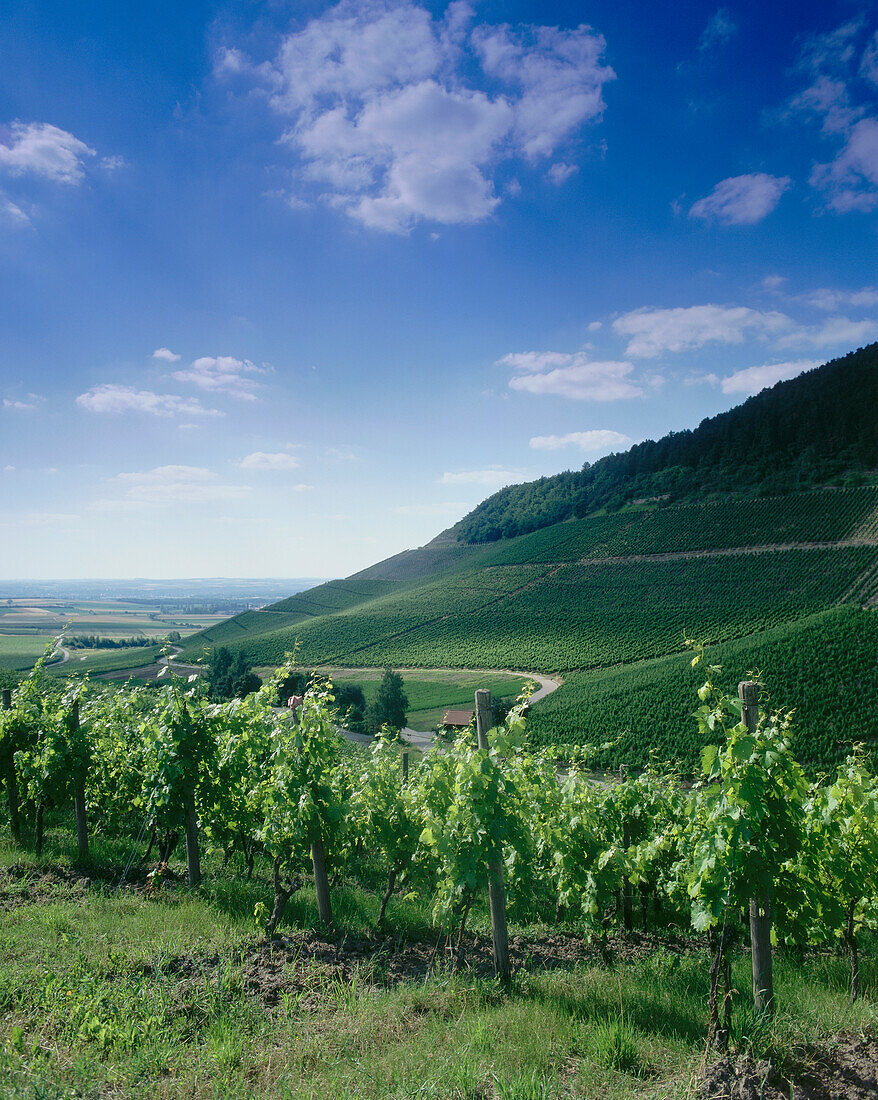 Weinberg Kronsberg, Steigerwald, Iphofen, Franken, Bayern, Deutschland