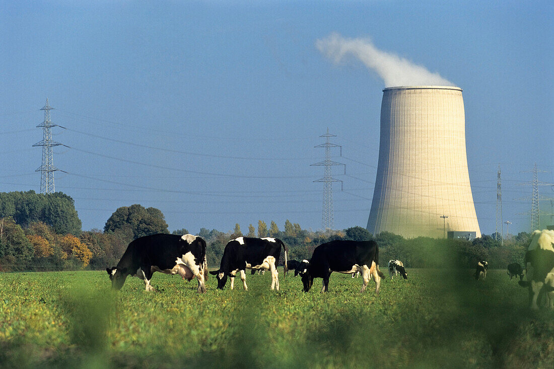 Steinkohlekraftwerk und Kühlturm mit Kühen, Bergkamen, Nordrhein-Westfalen, Deutschland