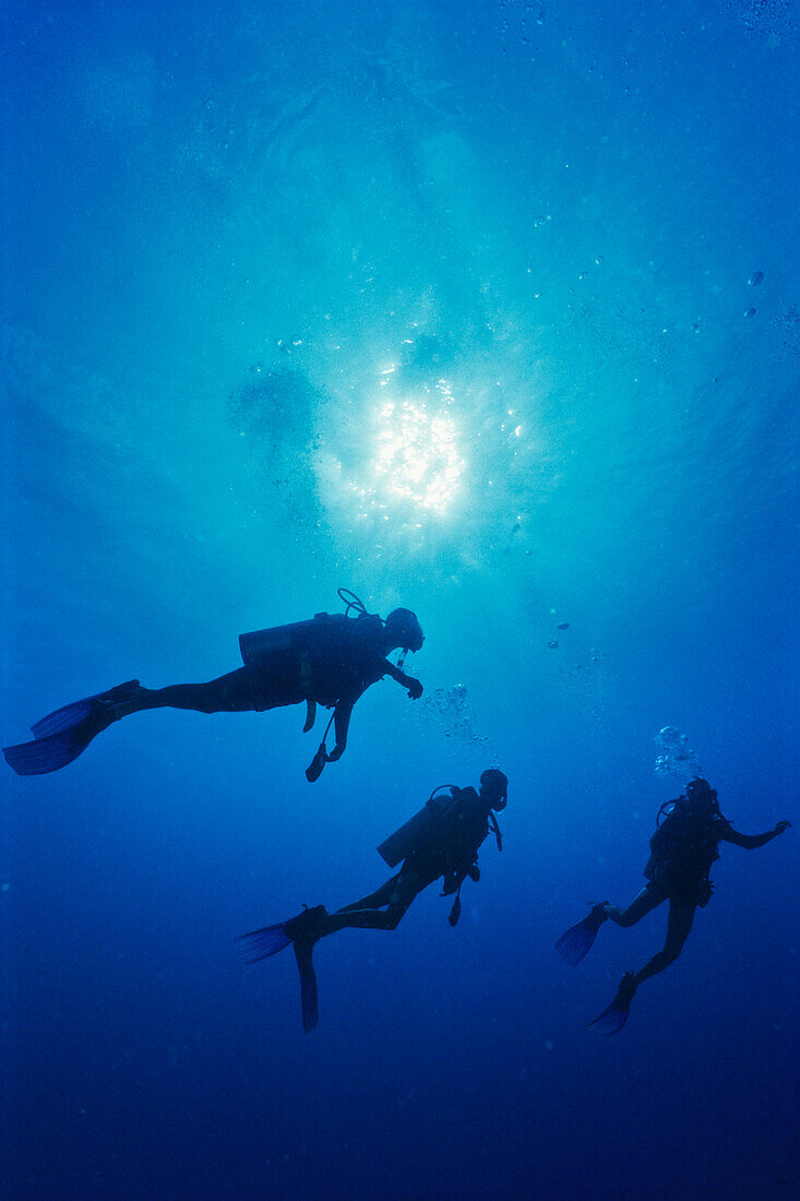 Diver in the caribbean  sea