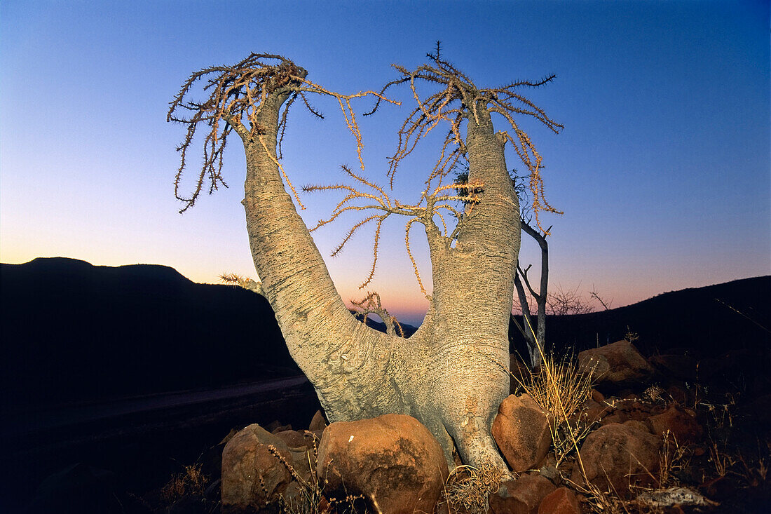 Bottle Tree, Pachypodium lealii, Damaraland, Namibia, Africa