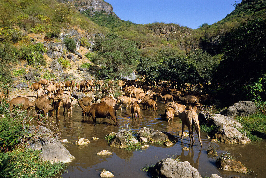 dromedaries at waterhole, Camelus dromedarius; Wadi Ain Tembrok, Oman