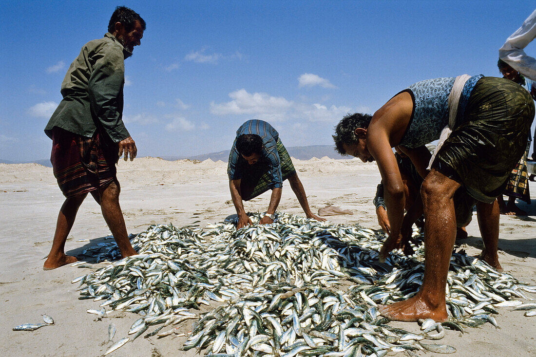 Sardinenfischer, Sultanat Oman, Arabische Halbinsel, Naher Osten