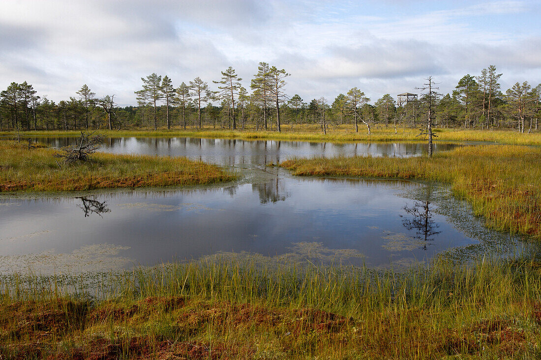 Das Hochmoor Viru Raba ist Teil des Nationalparks Lahemaa, Estland