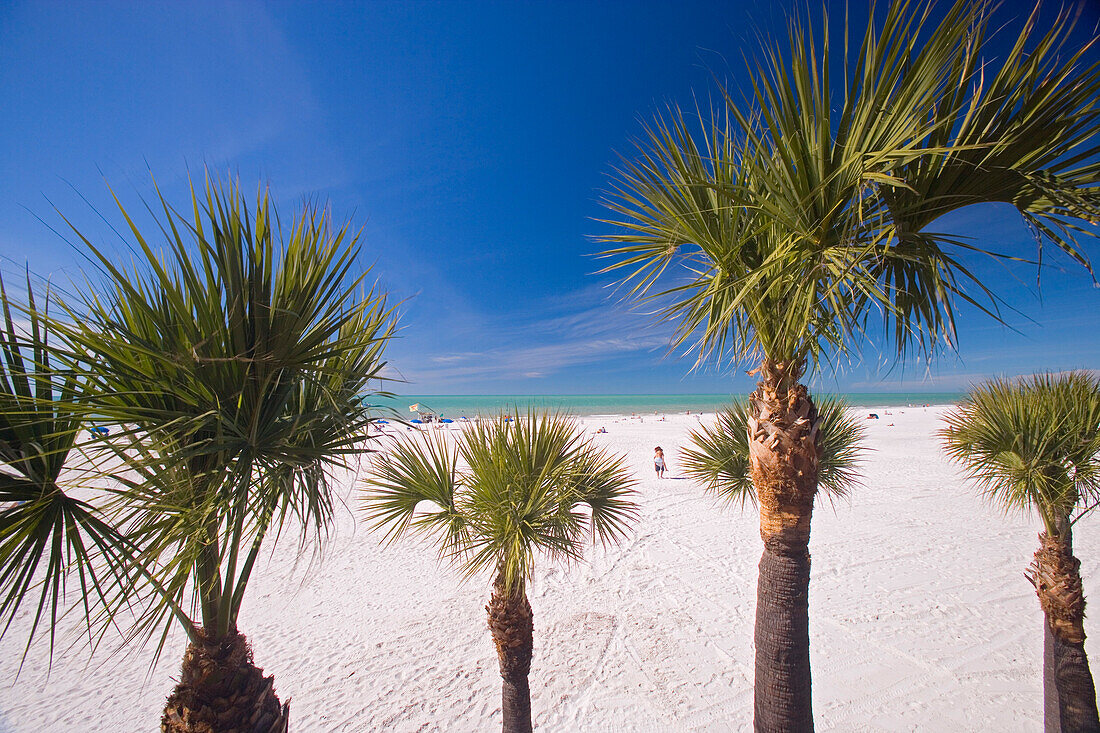 Palmen am Clearwater Beachunter blauem Himmel, Tampa Bay, Florida, USA
