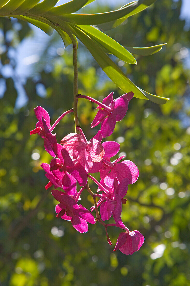 Orchidee im Garten der Villa Vizcaya, Florida, USA