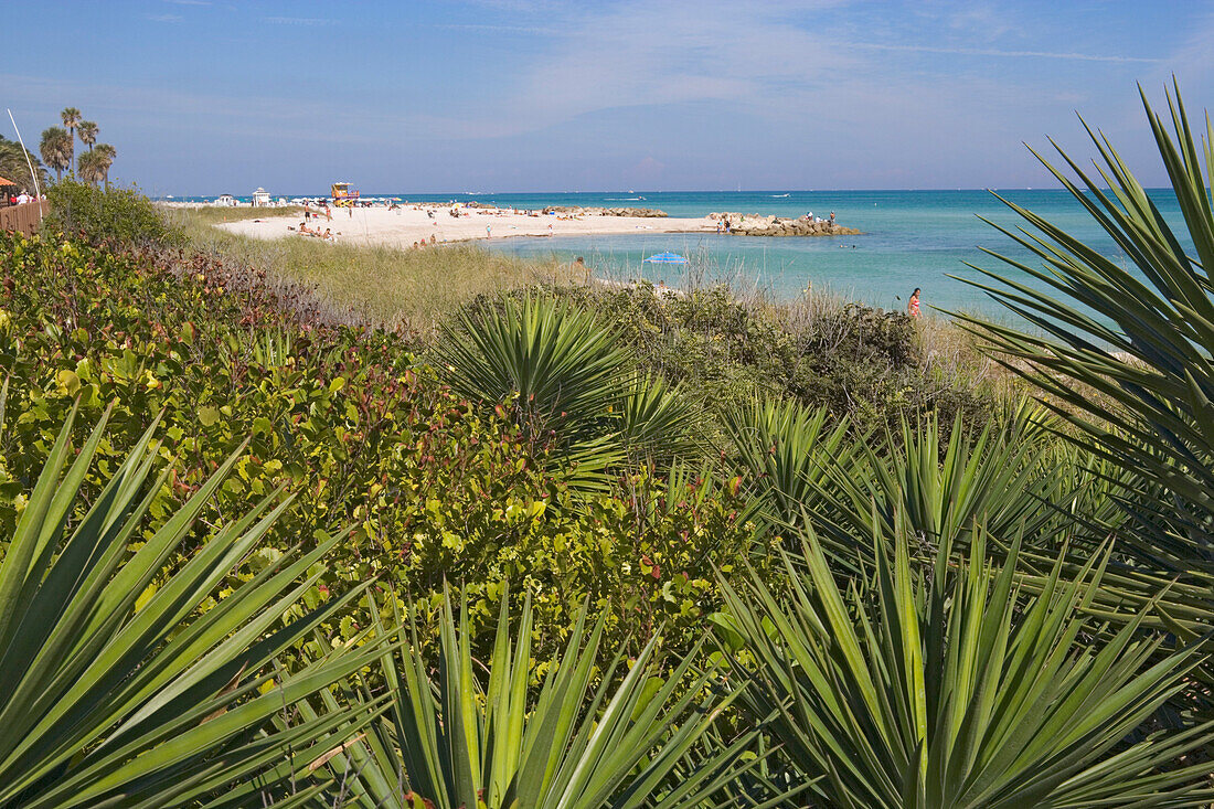 Blick über Palmen auf Strand im Sonnenlicht, Boardwalk District, Miami Beach, Florida, USA