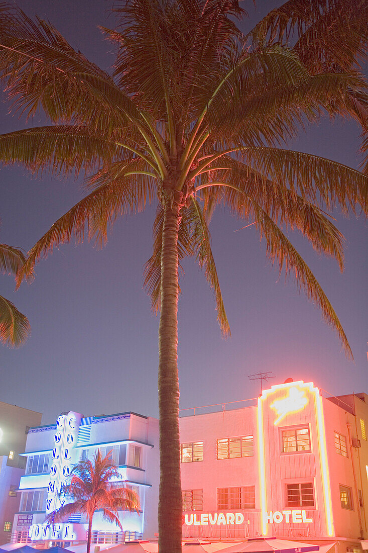 Palm tree and illuminated hotels at art-deco district at night, Ocean Drive, Miami Beach, Florida, USA