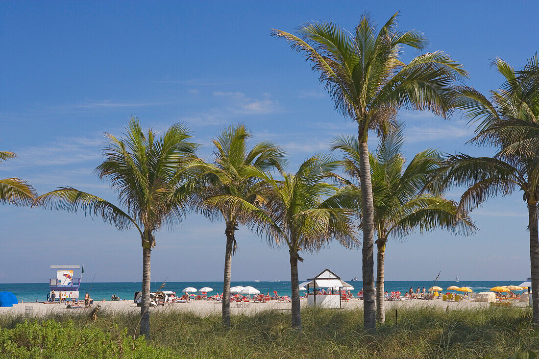 Palmen vor dem Strand am Boardwalk District, Miami Beach, Florida, USA